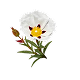 Cistus