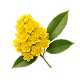 Mahonial
