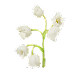 Lily of the Valley