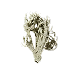 Oakmoss