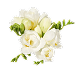 White Flowers